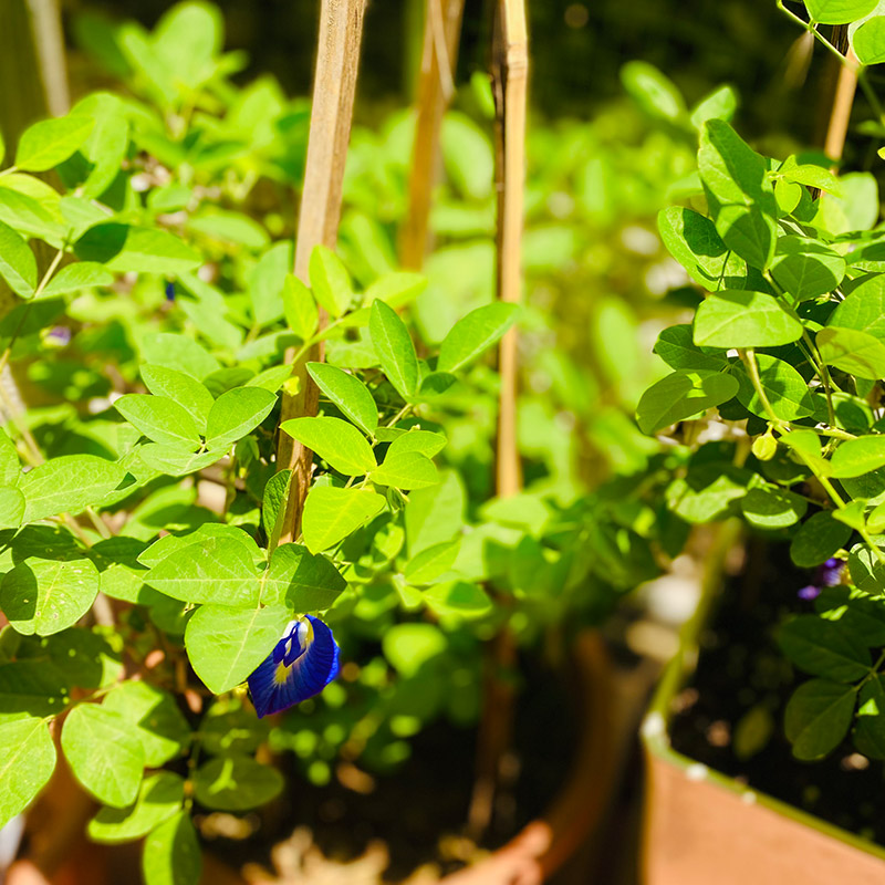 cay-dau-biec-160421-01