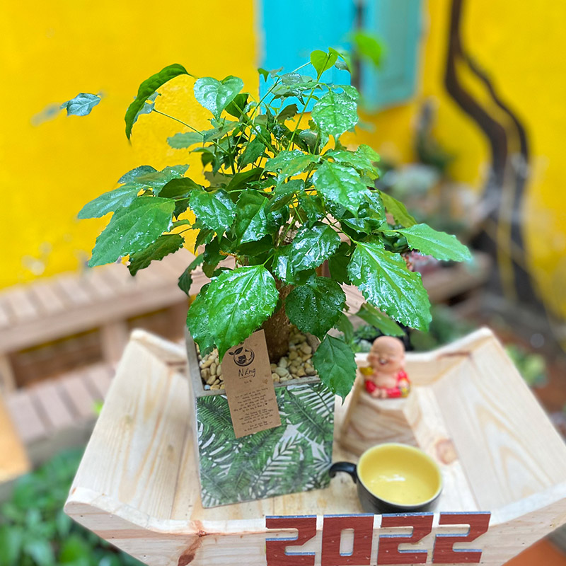 cay-hanh-phuc-150421-01