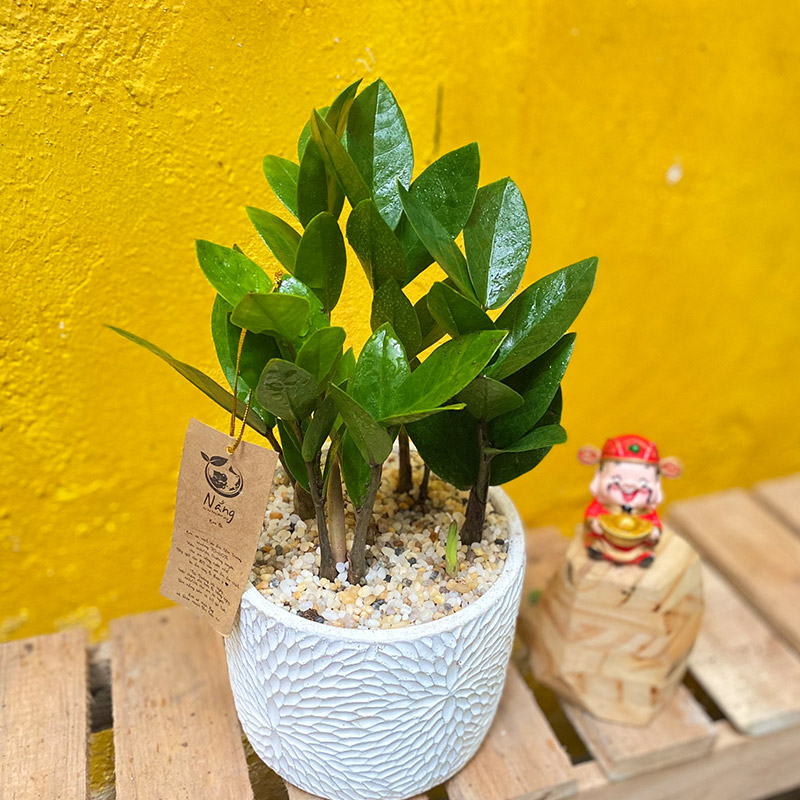 cay-kim-tien-150421-02