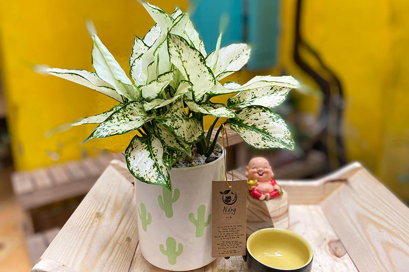 cây hợp mệnh thủy